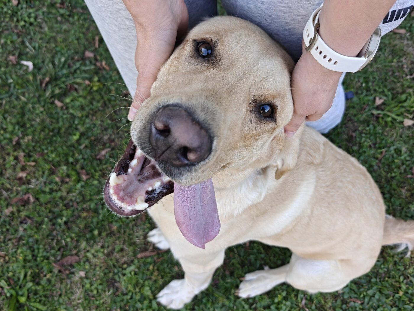 Happy Labrador enjoying a cuddle