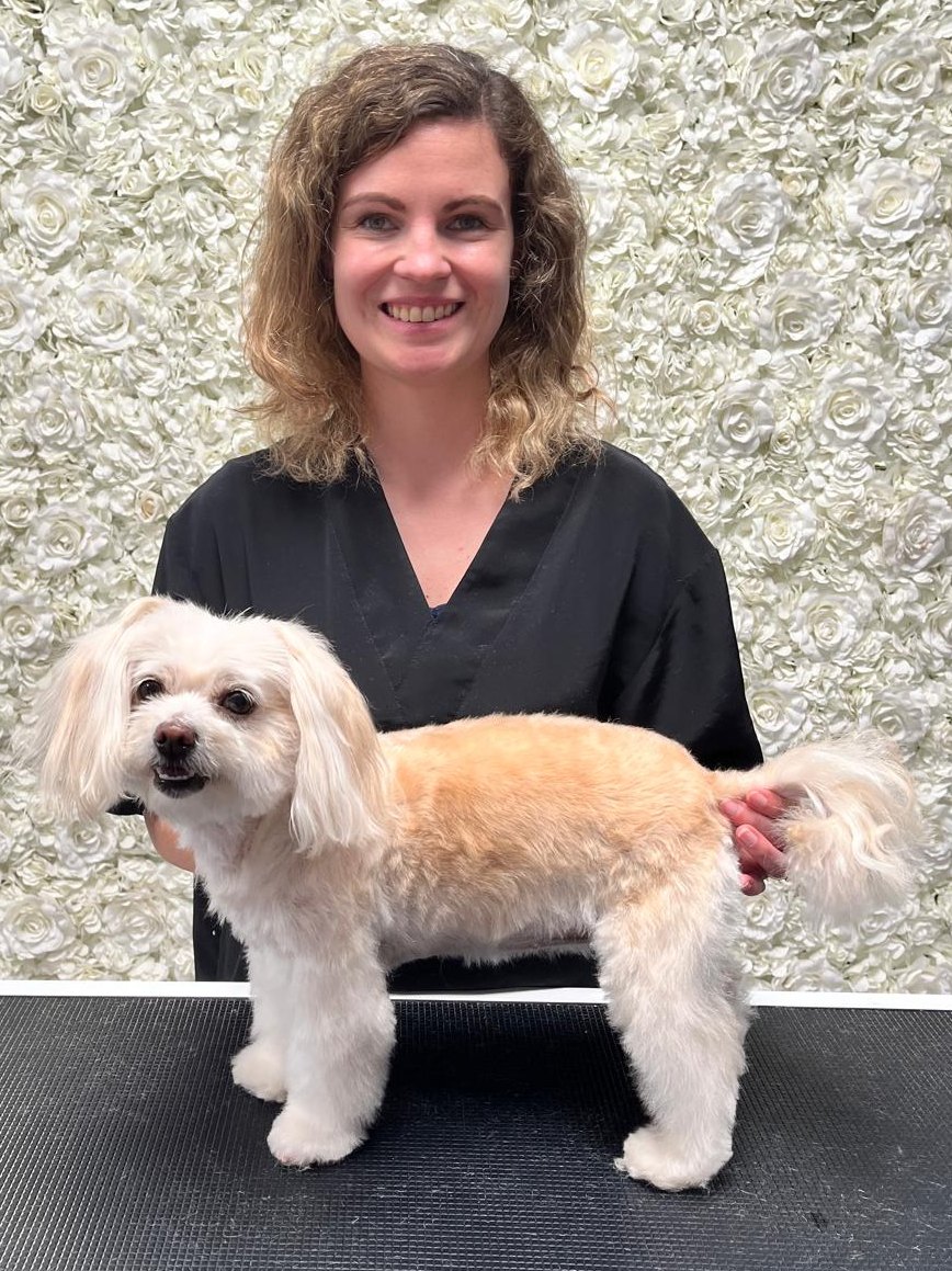The same dog after grooming in the salon