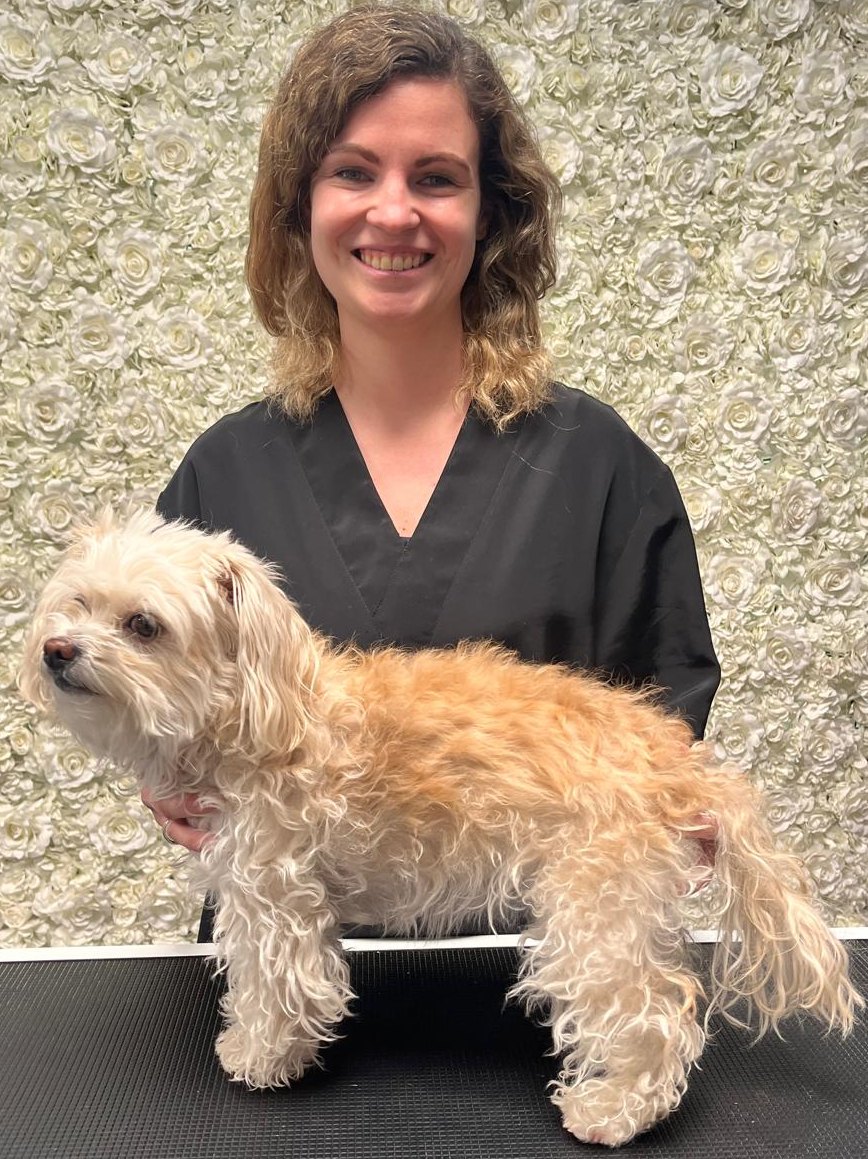 Dog before grooming in the salon