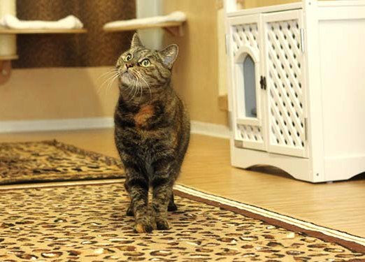 Cat in the cat hotel