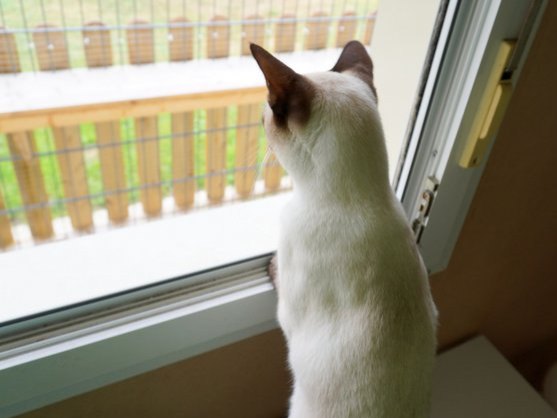 Katze schaut aus dem Fenster