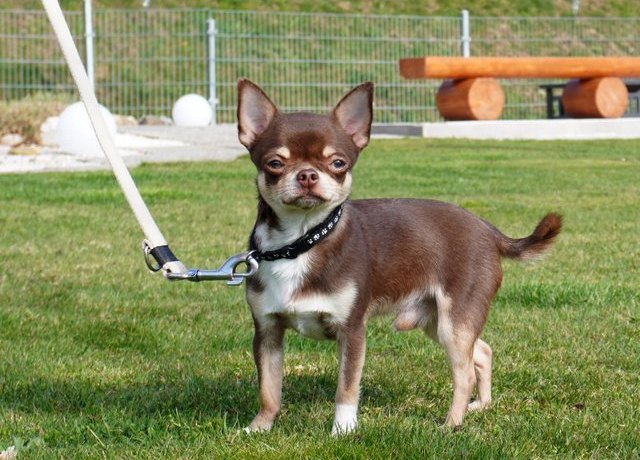 Dog on the meadow