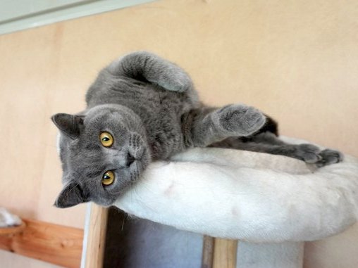 Guides Cats in boarding