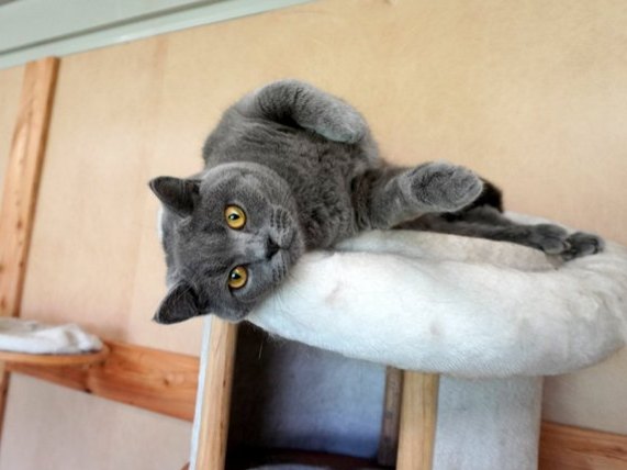 Graue Katze liegt auf dem Kratzbaum
