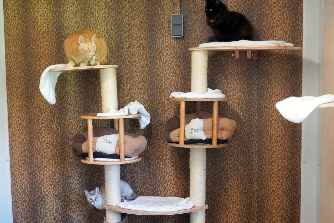 Guides Cat in the cat hotel